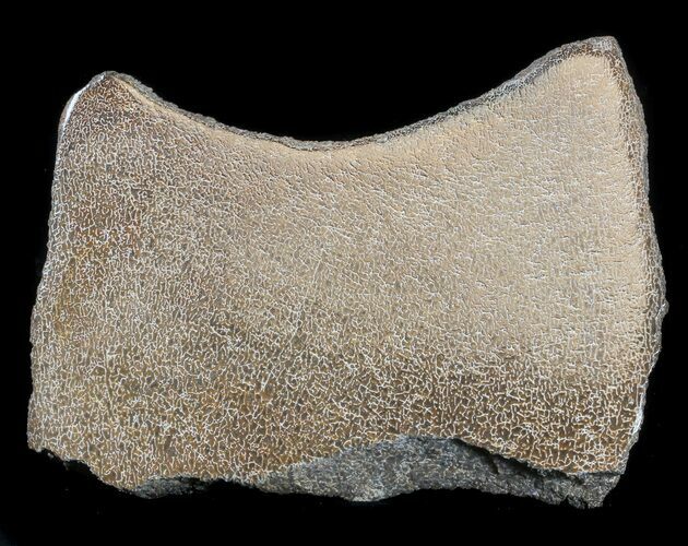 Large Polished Agatized Dinosaur Bone Section - #36076